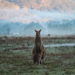 Pictures from Australia by Gregory Wolff | Photo by Fábio Hanashiro on Unsplash | Poets Reading the News