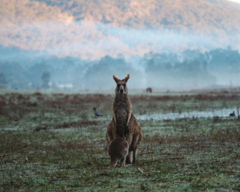 Pictures from Australia by Gregory Wolff | Photo by Fábio Hanashiro on Unsplash | Poets Reading the News