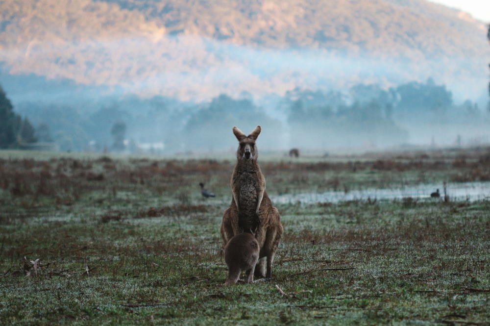 Pictures from Australia by Gregory Wolff | Photo by Fábio Hanashiro on Unsplash | Poets Reading the News
