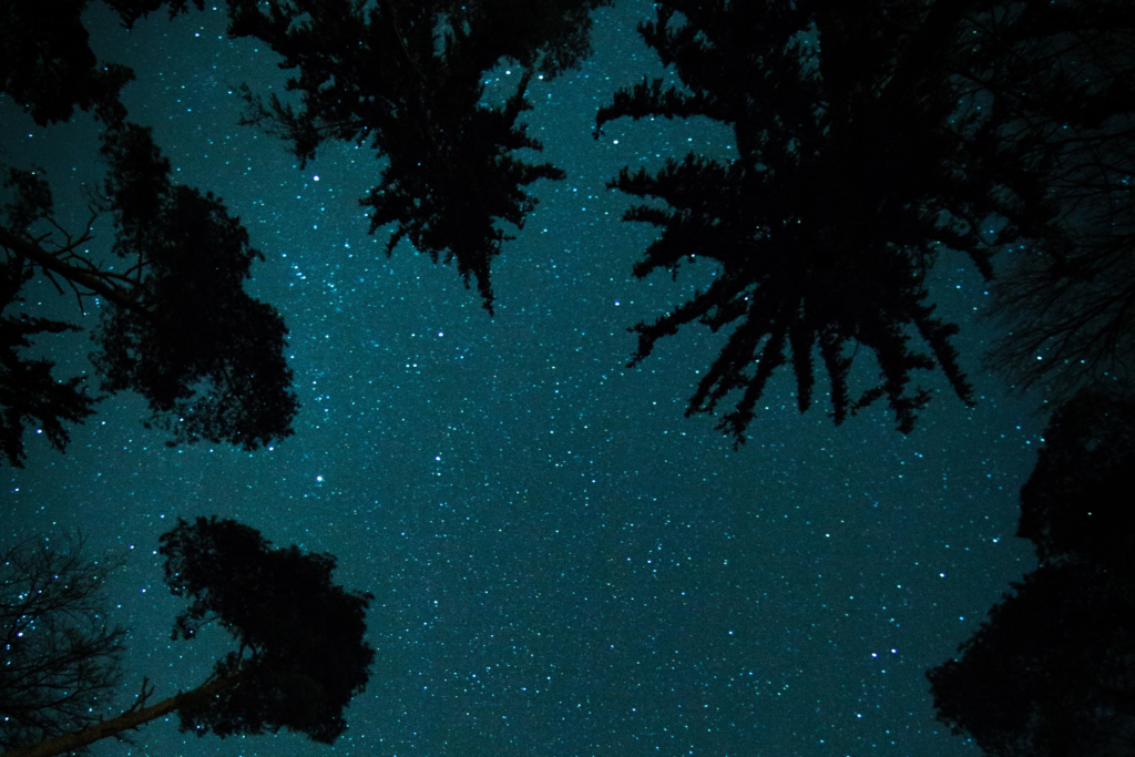 The night sky's stars are framed by trees in this photo.