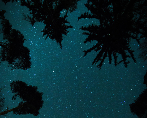 The night sky's stars are framed by trees in this photo.