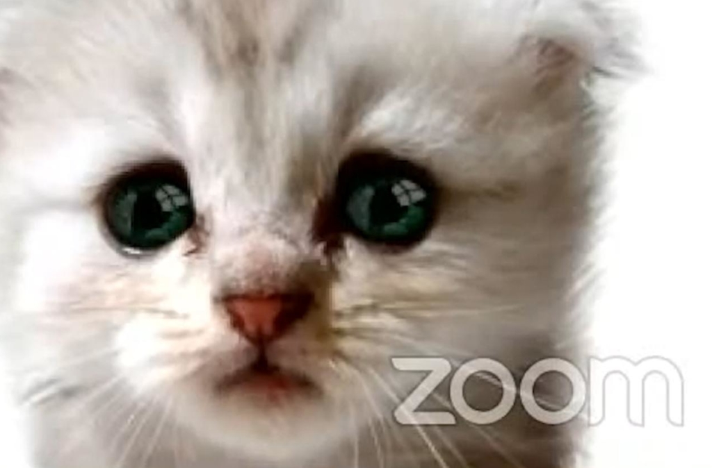 A photo of a kitten with ZOOM written over it.