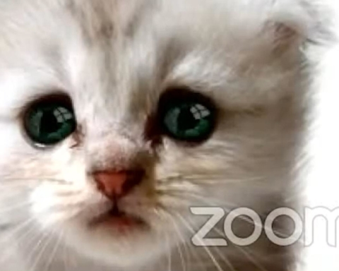 A photo of a kitten with ZOOM written over it.