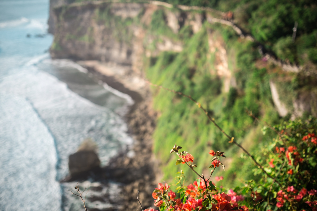 Flowers and rocky cliffs above the seashore