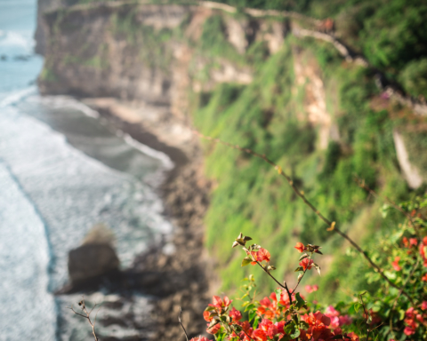 Flowers and rocky cliffs above the seashore