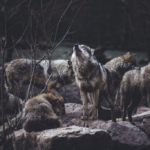 A pack of grey wolves.