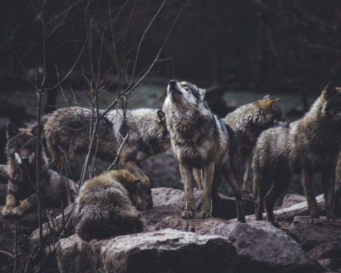 A pack of grey wolves.