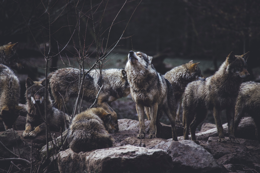 A pack of grey wolves.