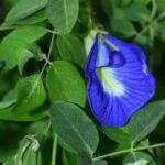 An image of Clitoria ternatea (that is to say, a blue blossoming flower native to Singapore) hanging on a wall of leaves.