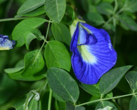 An image of Clitoria ternatea (that is to say, a blue blossoming flower native to Singapore) hanging on a wall of leaves.