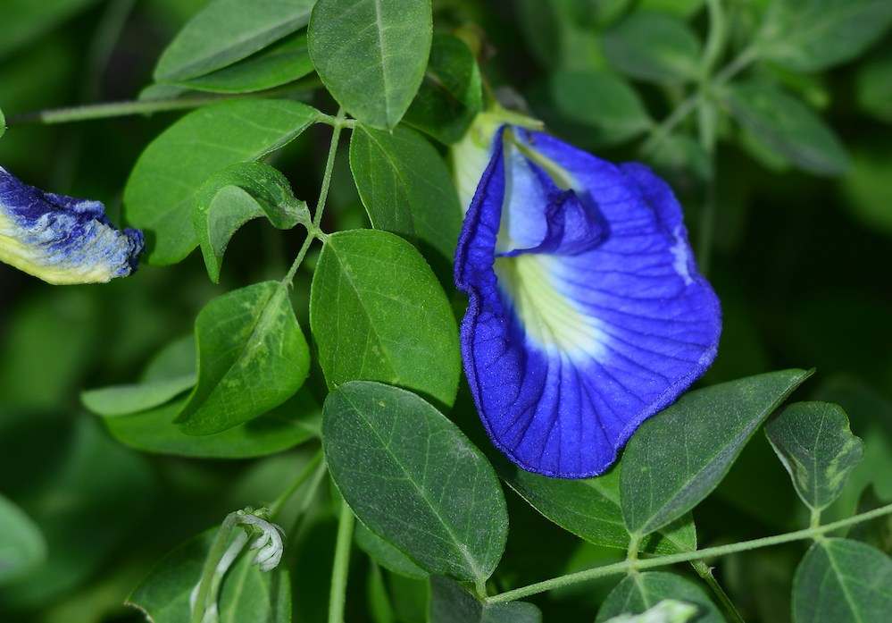 An image of Clitoria ternatea (that is to say, a blue blossoming flower native to Singapore) hanging on a wall of leaves.